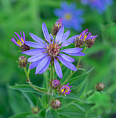 Washington State,Mount Rainier National Park. Blüte und Knospen des subalpinen Gänseblümchens,Nahaufnahme