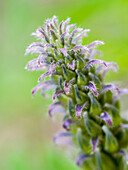 USA,Bundesstaat Washington,Kittitas County. Lila Wildblumen entlang eines Weges in Kittitas County