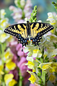 USA,Bundesstaat Washington,Sammamish. Östlicher Tigerschwalbenschwanz-Schmetterling auf weißen und gelben Löwenmäulchen