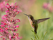 Ausgewachsenes Calliope-Kolibri-Weibchen beim Auftanken vor der Herbstwanderung. East Mountain Garten für einheimische Pflanzen,New Mexico