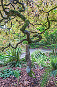 USA, Washington State, Seattle. Japanese Maple