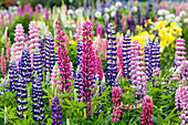 USA,Oregon,Salem. Schreiner's Iris Gardens mit Russel-Lupine in voller Blüte