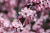 Bremerton,Bundesstaat Washington,USA. Zartrosa Kirschblüten blühen auf einem Baumzweig. (Nur für redaktionelle Zwecke)