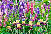 USA,Oregon,Salem. Schreiner's Iris Gardens mit Russel-Lupine in voller Blüte und Bart-Iris