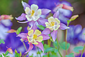 USA,Oregon,Salem. Schreiner's Iris Gardens blühende Akelei