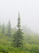 Washington State, Mount Rainier National Park. Alpine fir trees in foggy meadow