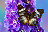 USA,Bundesstaat Washington,Sammamish. Tropischer Schmetterling auf Ritterspornblüten