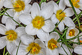 USA,Bundesstaat Washington,Seabeck. Frühlingskrokusblüten in Nahaufnahme