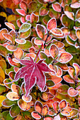 USA, Washington State, Sammamish. Autumn colors on frosted barberry and fallen Japanese maple Leaf