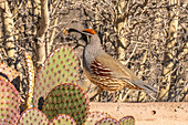 USA,New Mexico,Bosque Del Apache National Wildlife Refuge. Männliche Gambelwachtel und Feigenkaktus