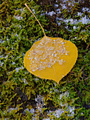 Aspen leaf, first snow, Santa Fe National Forest, New Mexico