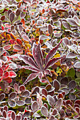 USA, Washington State, Sammamish. Autumn colors on frosted barberry and fallen Japanese maple Leaf