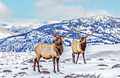 USA,Montana. Yellowstone-Nationalpark,Elch