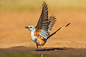 USA, Texas, Starr County. Santa Clara Ranch, scissor-tailed flycatcher male