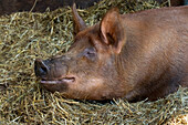 Chimacum, Washington State, USA. Tamworth pig piglet portrait