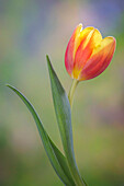 USA,Bundesstaat Washington,Seabeck. Blühende Seerosenblüte in Nahaufnahme