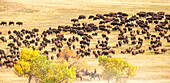 Custer State Park,South Dakota,USA. Jährliche Büffeltreibjagd
