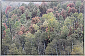 USA, Utah. Highway 89 going up toward Logan Pass with autumn colors on Aspen and canyon maple trees.