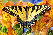 USA, Washington State, Sammamish. Eastern tiger swallowtail buttery on Peruvian lily, Alstroemeria