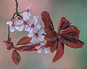 USA,Staat Washington,Seabeck. Kirschpflaumenblüten im Frühling