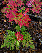USA,Maine. Ahornblätter und Farn,Baxter State Park