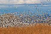 USA,New Mexico. Bosque Del Apache National Wildlife Refuge,fliegende Schneegänse