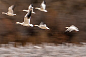USA, New Mexico, Bernardo Wildlife Management Area. Blur of snow geese taking flight.