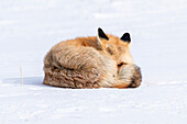 USA,Wyoming,Yellowstone National Park,Rotfuchs,Vulpes vulpes. Ein Rotfuchs ruht zusammengerollt im Schnee,hält aber ein Auge offen