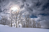 USA, Wyoming. Landscape of Aspen and subalpine fir trees after new snow