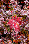 USA, Washington State, Sammamish. Autumn colors on frosted barberry and fallen Japanese maple Leaf