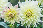 USA,Bundesstaat Washington,Seattle. Dahlie