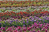 USA,Oregon,Wilsonville. Dahlienfeld Schichtung von bunten Dahlien