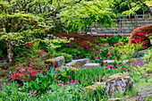 USA, Washington State, Bellevue, Bellevue Botanical Garden and the Japanese Garden
