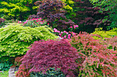 USA, Washington State, Sammamish. Front yard in the springtime with blooming Rhododendrons, Japanese maples. Barberries