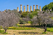 Valley of the Temples, UNESCO World Heritage Site, Agrigento, Sicily, Italy, Mediterranean, Europe