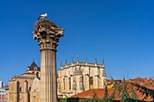 Stork on its nest on a column in the Plaza San Isidoro, Leon, Castile and Leon, Spain, Europe