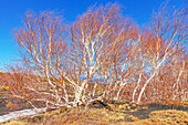 Birch trees (Betula aetnensis) sprouting, Etna, Sicily, Italy, Mediterranean, Europe