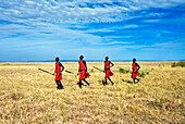 Four Masai hunters running through bush holding spears, Masai Mara National Reserve, Kenya, East Africa, Africa