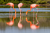 Greater flamingos (Phoenicopterus ruber) foraging for small pink shrimp in saltwater lagoon in the Galapagos Islands, UNESCO World Heritage Site, Ecuador, South America