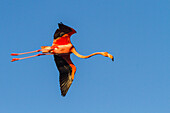 Greater flamingo (Phoenicopterus ruber) in flight over saltwater lagoon in the Galapagos Islands, UNESCO World Heritage Site, Ecuador, South America