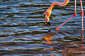 Greater flamingo (Phoenicopterus ruber) foraging for small pink shrimp in saltwater lagoon in the Galapagos Islands, UNESCO World Heritage Site, Ecuador, South America