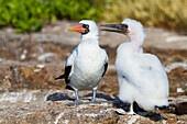 Ausgewachsener Nazca-Tölpel (Sula grantii) mit Flaumküken im Galapagos-Inselarchipel,UNESCO-Welterbe,Ecuador,Südamerika