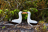 Ausgewachsener Nazca-Tölpel (Sula grantii) beim Balzverhalten im Galapagos-Inselarchipel,UNESCO-Welterbe,Ecuador,Südamerika