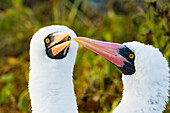 Adult Nazca booby (Sula grantii) pair in courtship in the Galapagos Island Archipelago, UNESCO World Heritage Site, Ecuador, South America