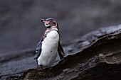 Galapagos penguin (Spheniscus mendiculus) hauled out on lava in the Galapagos Island Archipelago, UNESCO World Heritage Site, Ecuador, South America