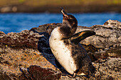 Galapagos-Pinguin (Spheniscus mendiculus) auf Lava im Galapagos-Inselarchipel,UNESCO-Welterbe,Ecuador,Südamerika