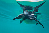 Galapagos-Pinguin (Spheniscus mendiculus) bei der Unterwasser-Fütterung mit kleinen Köderfischen auf den Galapagos-Inseln,UNESCO-Welterbe,Ecuador,Südamerika