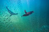 Galapagos-Pinguin (Spheniscus mendiculus) bei der Unterwasser-Fütterung mit kleinen Köderfischen auf den Galapagos-Inseln,UNESCO-Welterbe,Ecuador,Südamerika