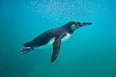 Galapagos-Pinguin (Spheniscus mendiculus) bei der Unterwasser-Fütterung mit kleinen Köderfischen auf den Galapagos-Inseln,UNESCO-Welterbe,Ecuador,Südamerika