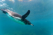 Galapagos-Pinguin (Spheniscus mendiculus) bei der Unterwasser-Fütterung mit kleinen Köderfischen auf den Galapagos-Inseln,UNESCO-Welterbe,Ecuador,Südamerika